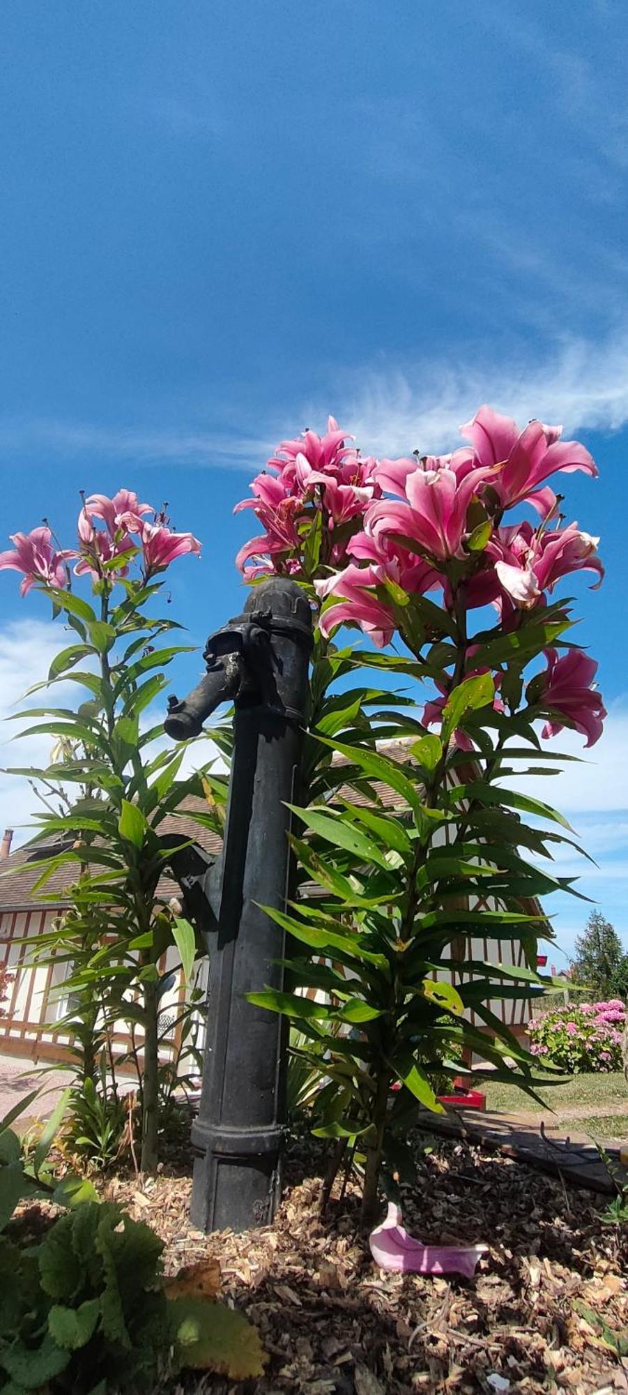 Les Lys Jolie Suite Parentale Privative Deux Adultes Avec Sdd Pertheville-Ners Exterior foto